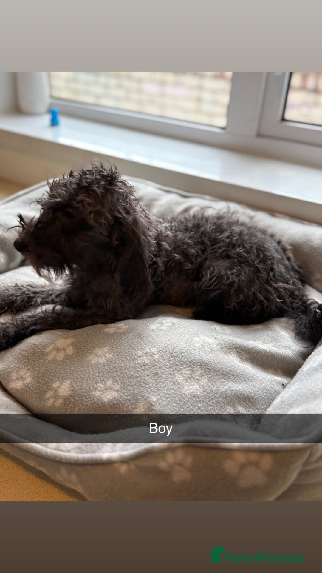 Mixed Breed dogs for sale: Cocker x bedlington puppy’s  - Image 3