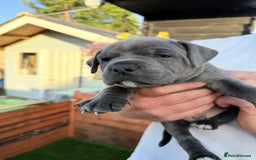 Staffordshire Bull Terrier dogs for sale: Champion Blue Staffordshire Bull Terrier Puppies - Image 2
