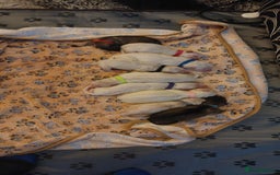 German Shepherd dogs for sale: German Shepherd Pups - Image 2