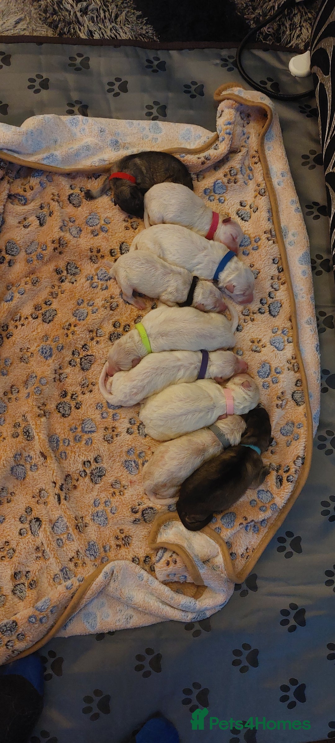 German Shepherd dogs for sale: German Shepherd Pups - Image 2