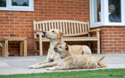 Mixed Breed dogs for adoption: Livvy - Image 9