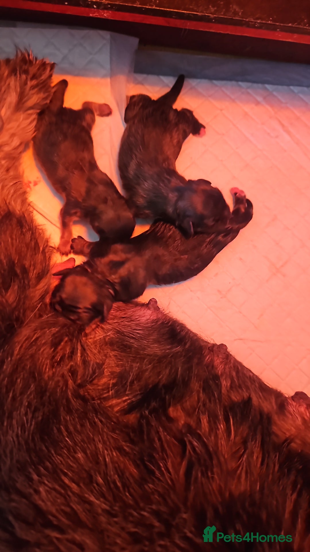 Lhasa Apso dogs for sale: Gorgeous 1 boy left - Advert 11