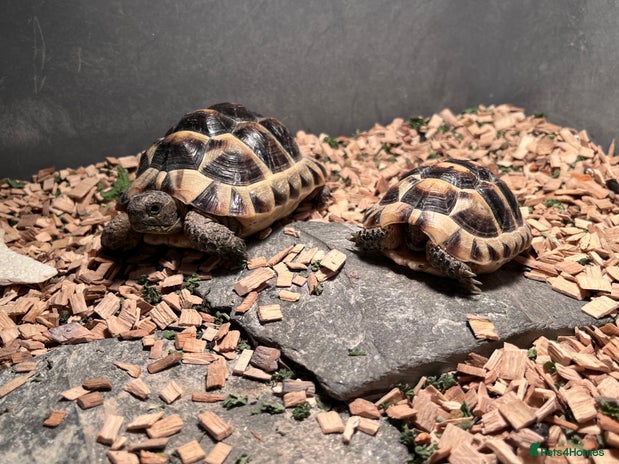 Tortoise reptiles pair of Spur-Thighed tortoises - Advert 1