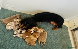 Dachshund dogs for sale: Miniature Long Haired Dachshund Puppies - Advert 1