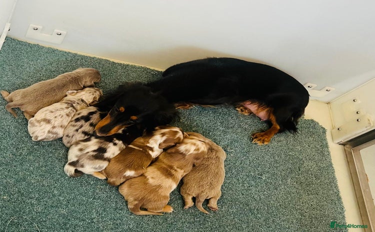 Dachshund dogs Miniature Long Haired Dachshund Puppies - Advert 4