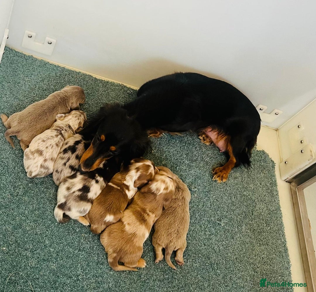 Dachshund dogs for sale: Miniature Long Haired Dachshund Puppies - Advert 1