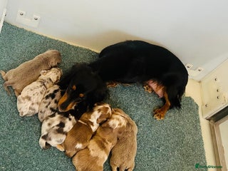 Dachshund dogs Miniature Long Haired Dachshund Puppies - Advert 3