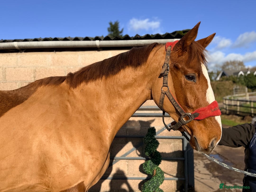 Irish Sports horses for sale: Smashing Youngster By Island Commander  - Advert 3