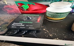 Bearded Dragon reptiles for sale: Bearded dragon - Advert 5