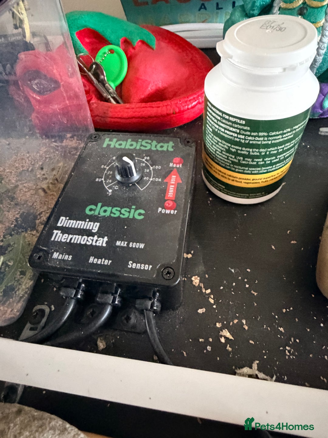 Bearded Dragon reptiles for sale: Bearded dragon - Advert 5