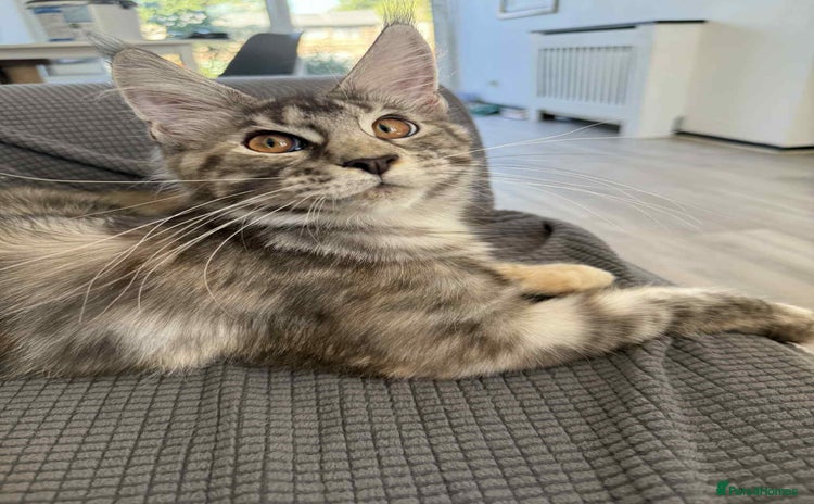 Maine Coon cats for sale - Advert 2