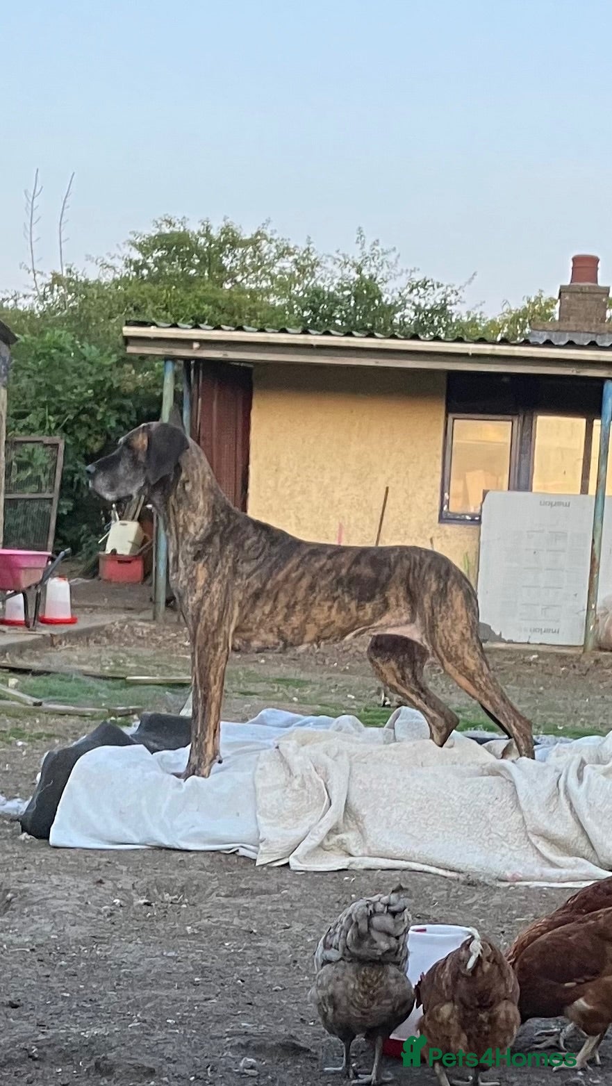 Great Dane dogs Female Great Dane  - Advert 7