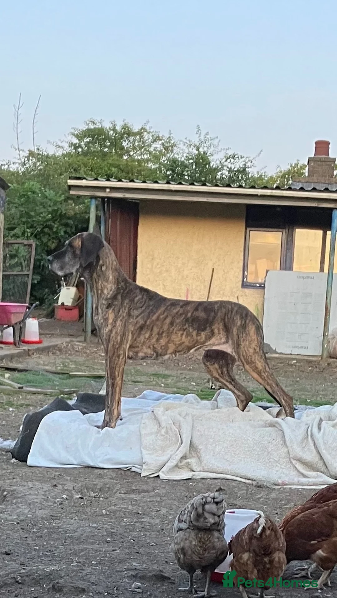 Great Dane dogs for sale: Female Great Dane  - Advert 1