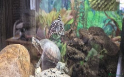 Terrapin reptiles for sale: Musk turtle to good home - Image 3