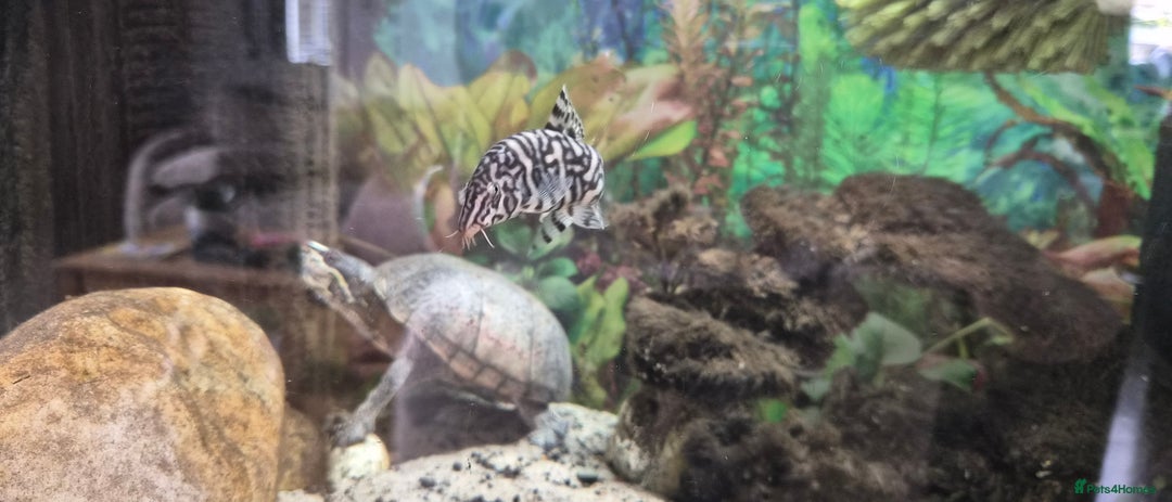 Terrapin reptiles for sale: Musk turtle to good home - Image 3
