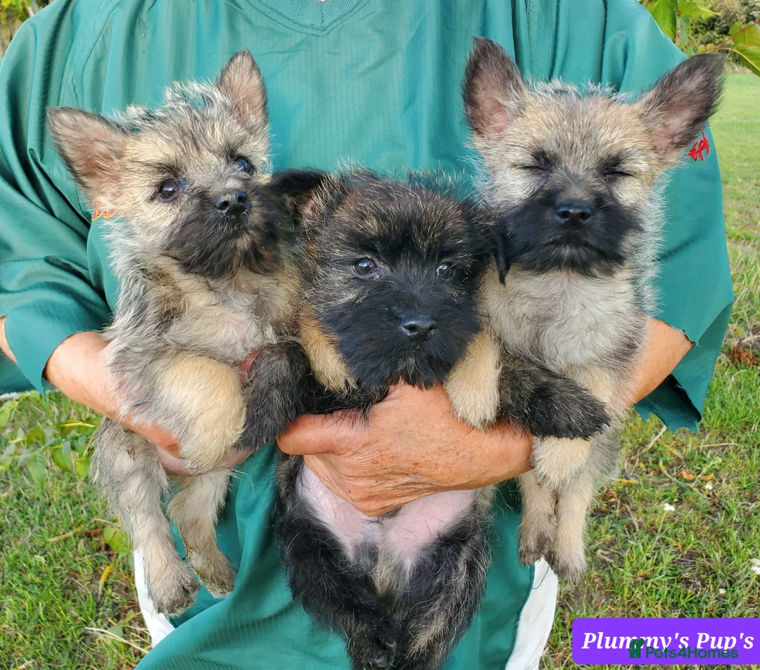 Cairn Terrier dogs for sale: Beautiful litter of Pedigree Cairn Terrier’s  - Advert 6