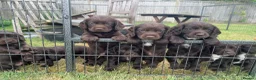 Cocker Spaniel dogs for sale: 6 working Cocker Spaniel puppies in Fordingbridge - Advert 11