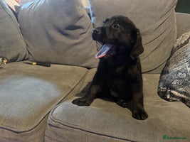 Labrador Retriever dogs REDUCED BOTH VACCINATIONS PAID 1 girl 4 boys left - Advert 10