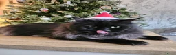Maine Coon cats for stud: Handsome Tica Champion Stud available  - Advert 5