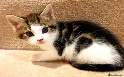 Mixed Breed cats for sale: Adorable trio of kittens  - Image 29