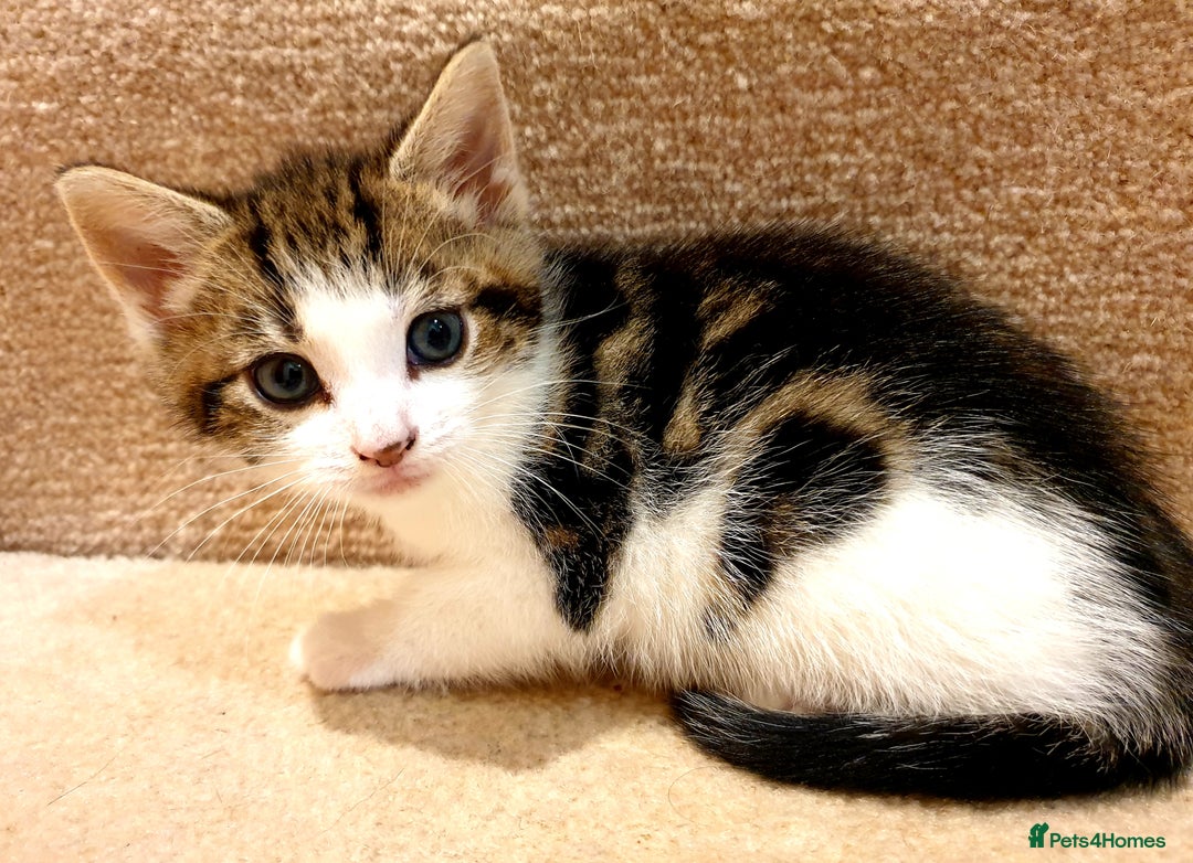Mixed Breed cats for sale: Adorable trio of kittens  - Image 29