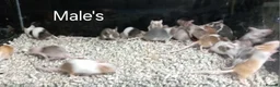 Mouse rodents for sale: Baby Fancy Pet mice , Males and Females - Advert 16