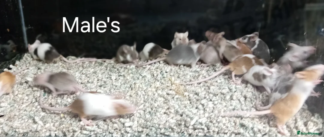 Mouse rodents for sale: Baby Fancy Pet mice , Males and Females - Advert 16
