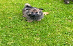 German Shepherd dogs for sale: German shepherd puppies for sale  - Image 8