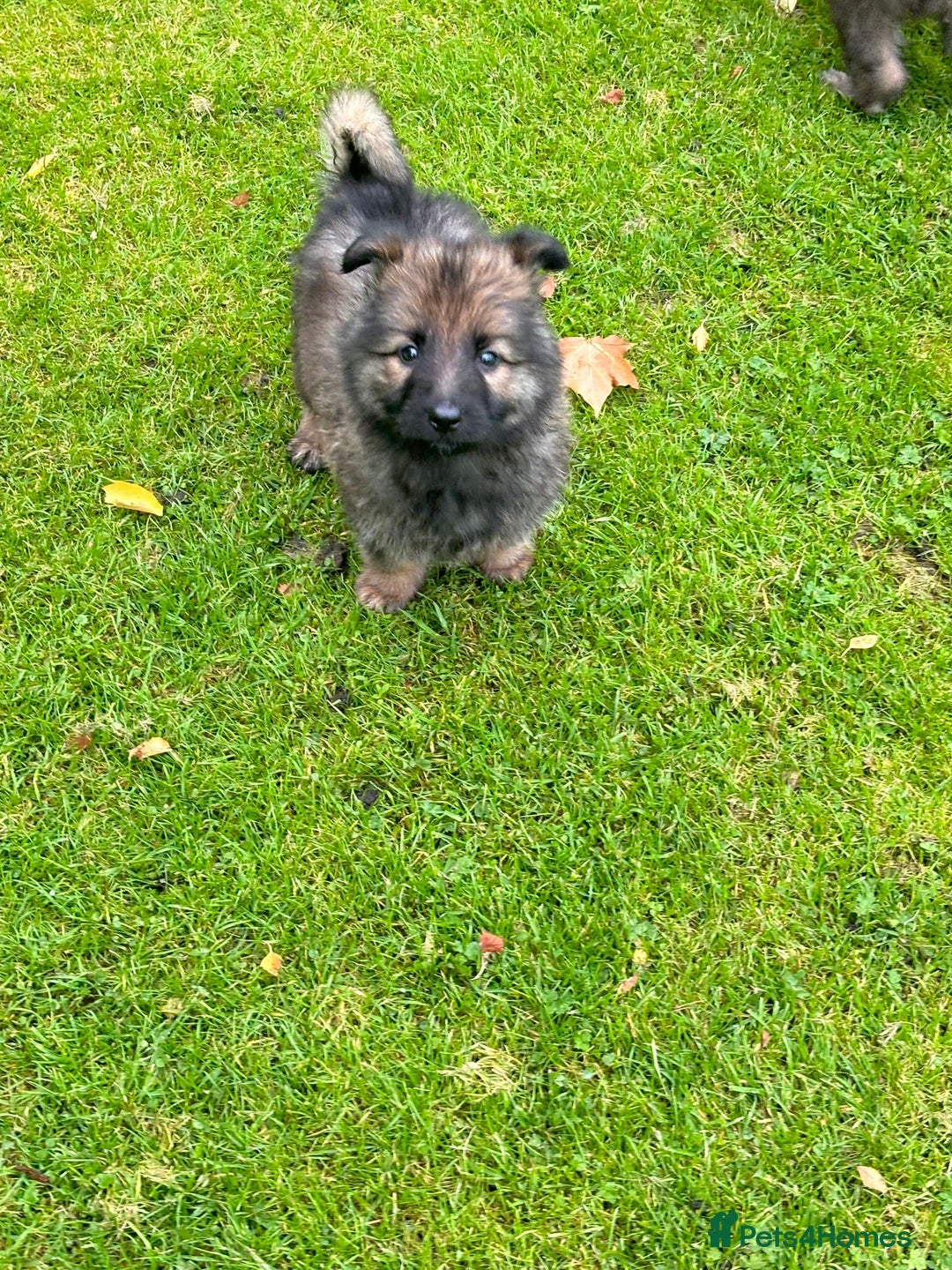 German Shepherd dogs for sale: German shepherd puppies for sale  - Image 8