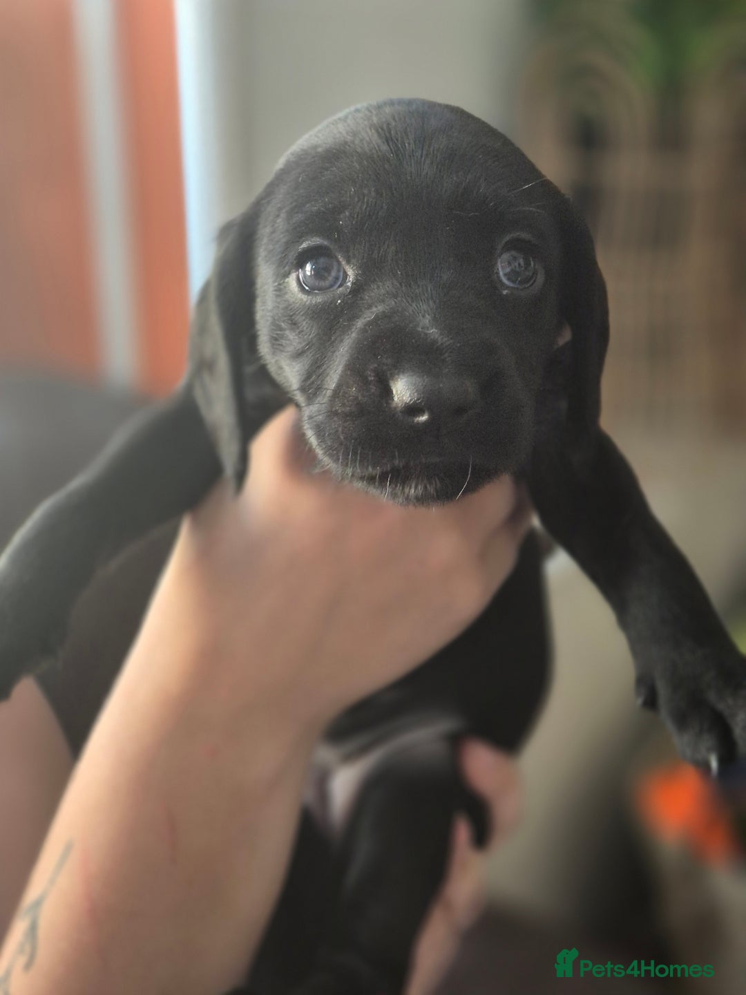 Staffordshire Bull Terrier dogs for sale: Staffie x Cockapoo puppies - Image 2