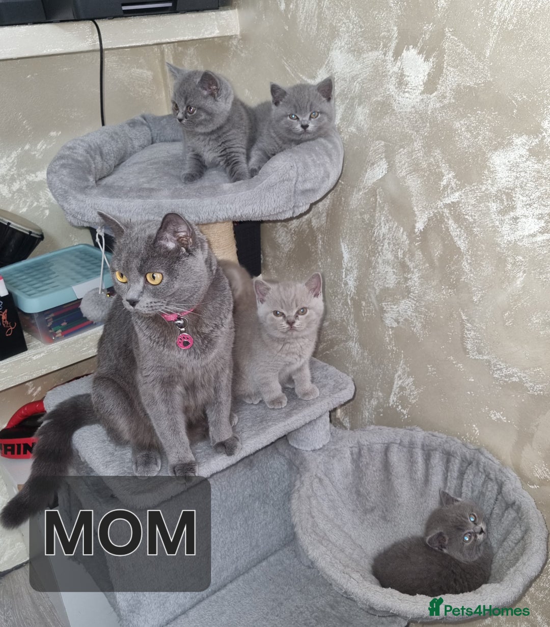 British Shorthair cats for sale: British shorthair kittens  - Image 4