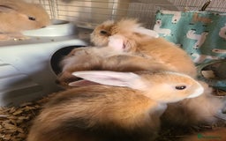 Mini Lion Lop rabbits for sale: Baby rabbits ready now  - Image 4