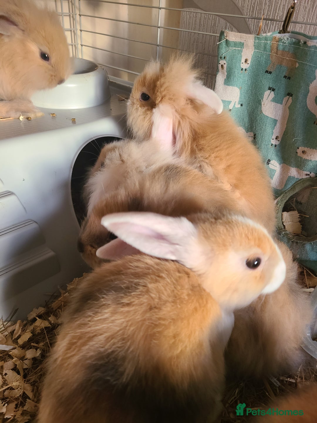 Mini Lion Lop rabbits for sale: Baby rabbits ready now  - Image 4