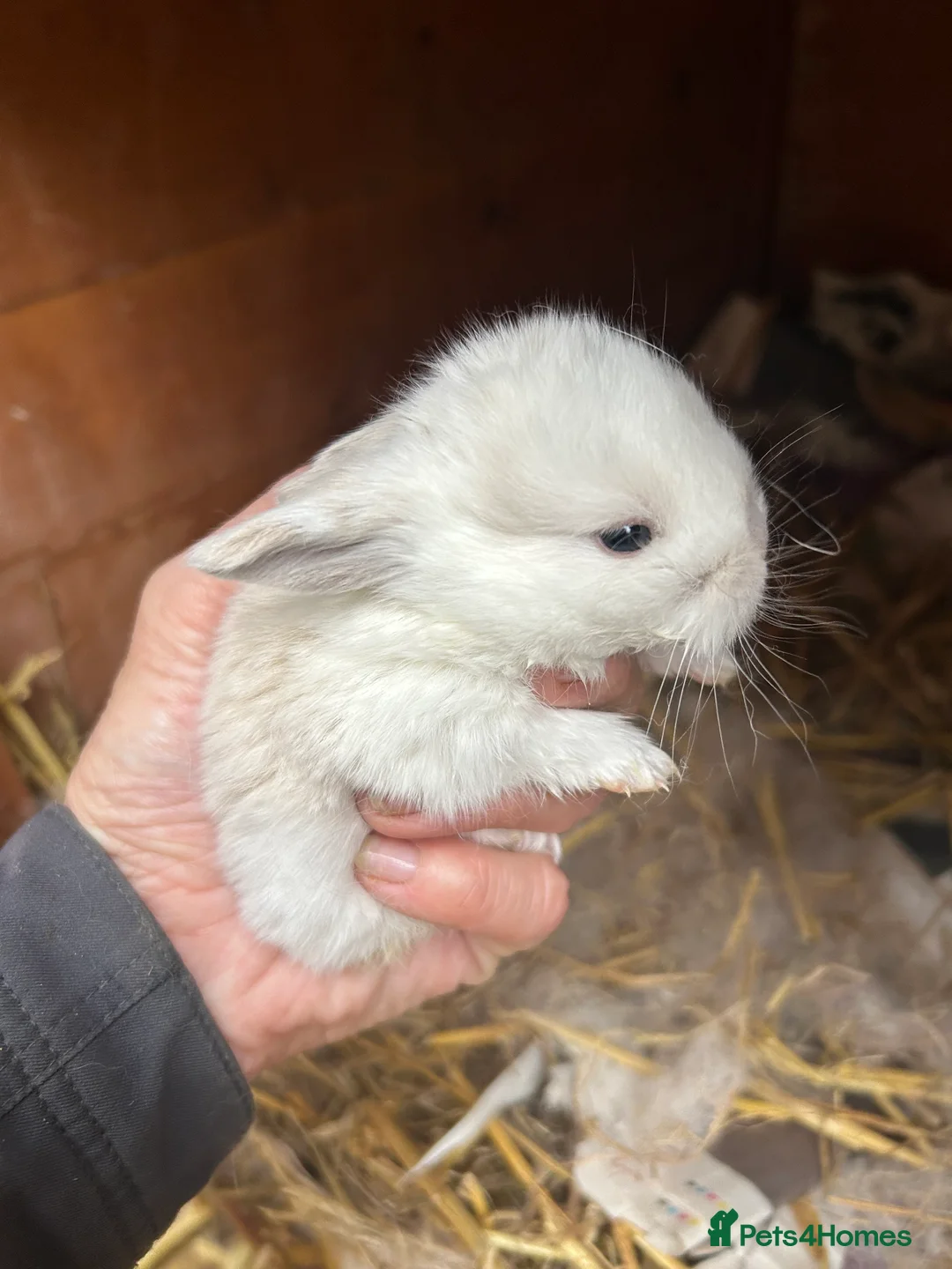 Mini Lop rabbits for sale: Beautiful baby mini lop bunnies ready March  - Advert 2