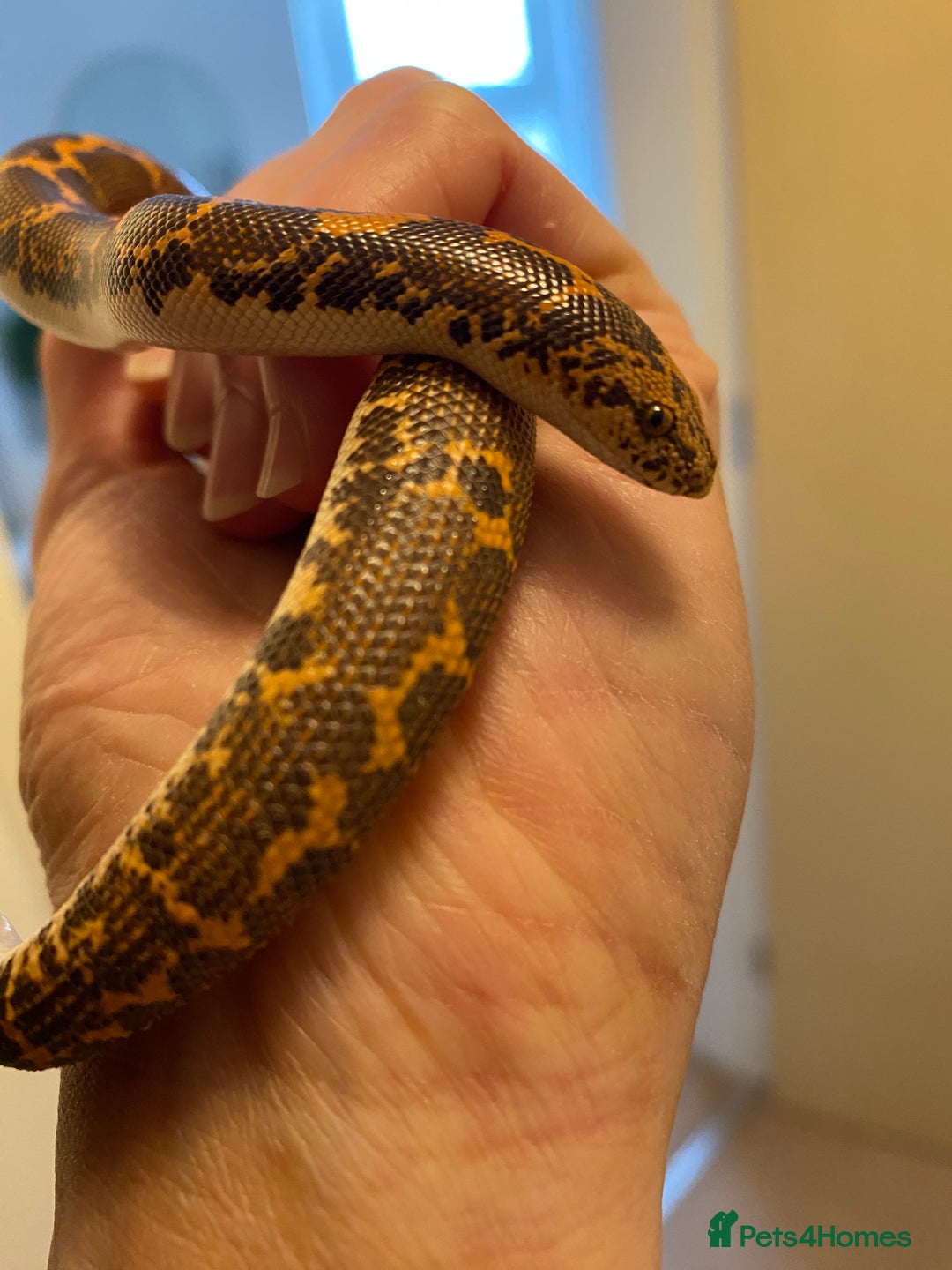 Boa Snake reptiles for sale: Female & male Kenyan Sand Boas - Advert 6