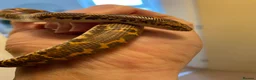 Boa Snake reptiles for sale: Female Kenyan Sand Boa for sale - Advert 6