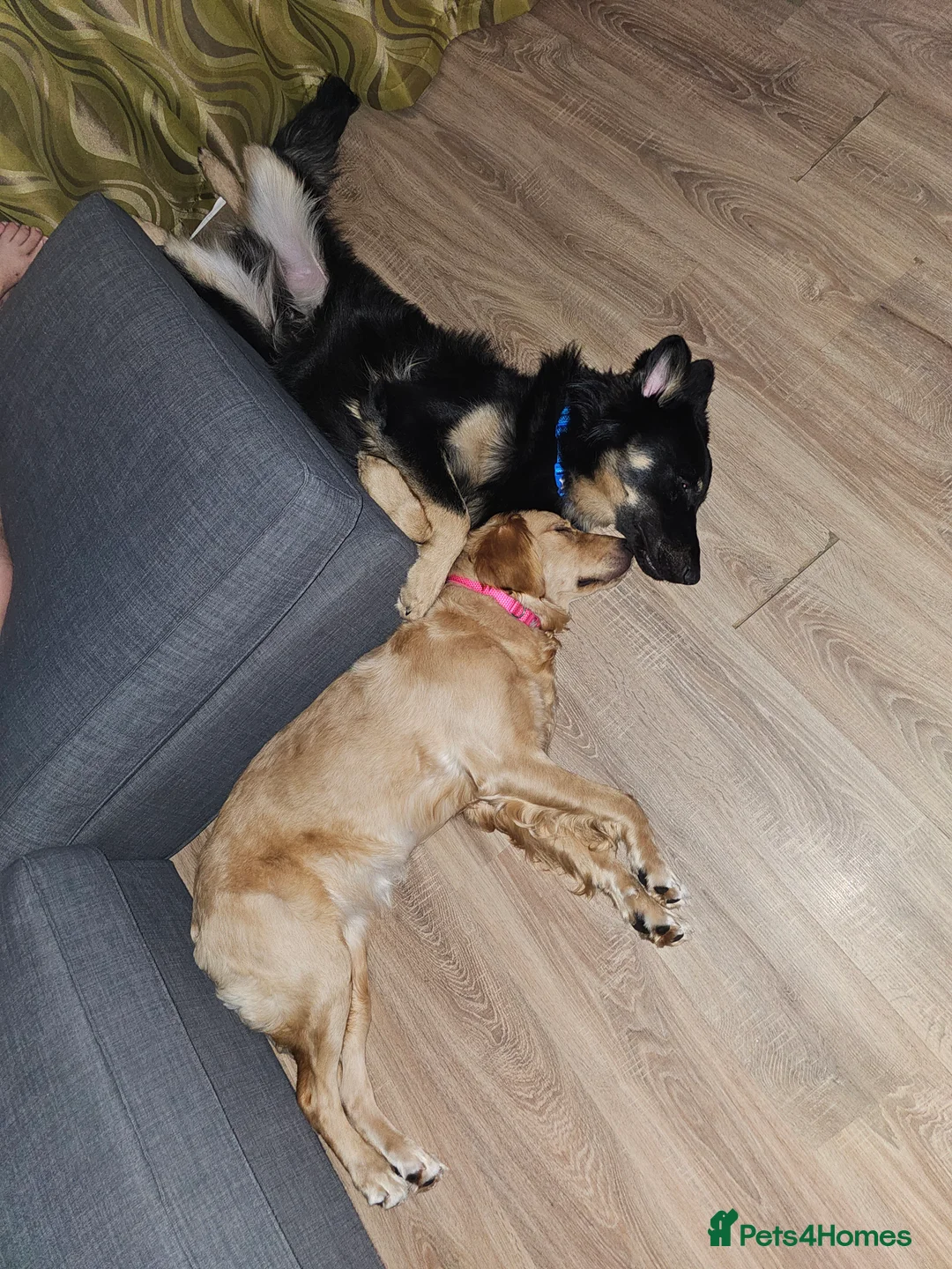 Mixed Breed dogs for sale: Golden Shepherd pup - Advert 8