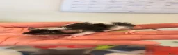 Mouse rodents for sale: Baby female fancy mice  - Advert 10