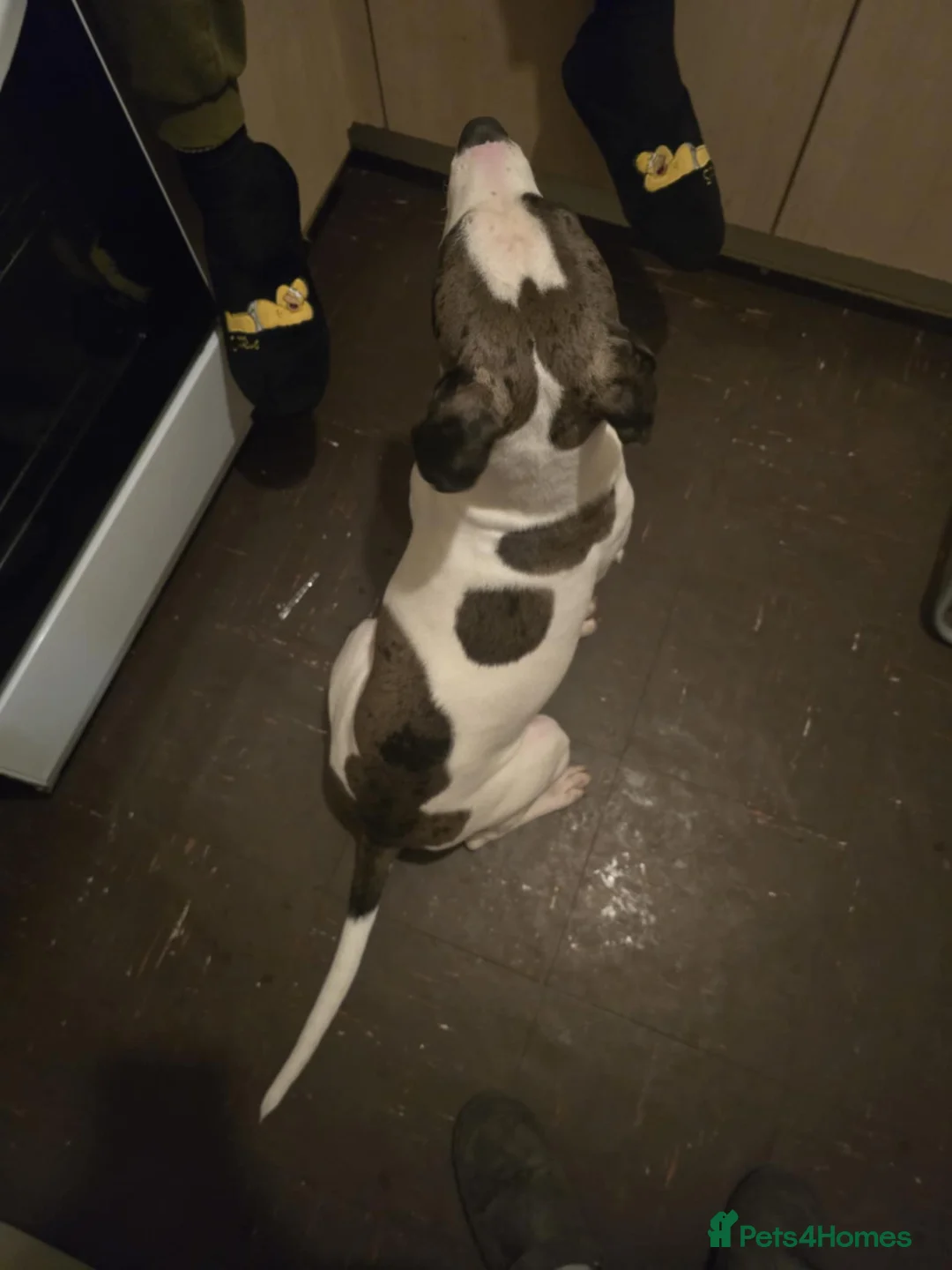 Mixed Breed dogs for sale: Alpha blue bloodline bulldog mixed  - Advert 5