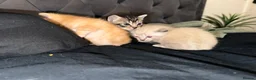 Mixed Breed cats for sale: 4 kittens for sale  in Colchester - Advert 10