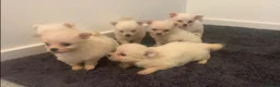 Pomeranian dogs for sale: Beautiful Pomeranian Puppies – 4 Boys & 2 Girls - Advert 6