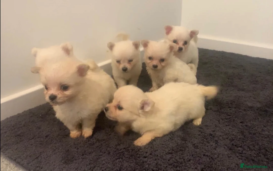 Pomeranian dogs for sale: Beautiful Pomeranian Puppies – 4 Boys & 2 Girls - Advert 6