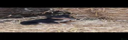 Australian Kelpie dogs for sale: Beautiful kelpie puppies for sale - Advert 11