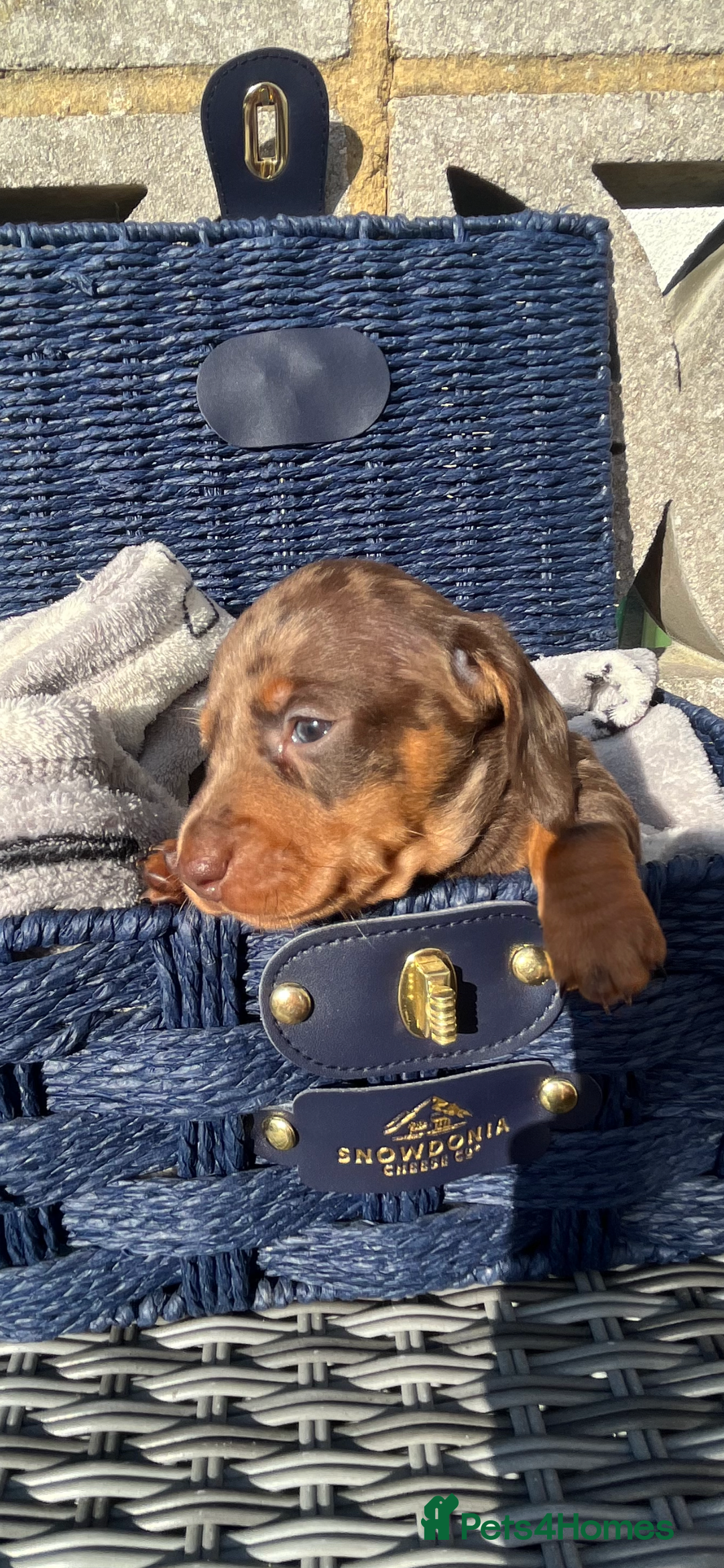 Miniature Dachshund dogs for stud: 🔥For stud proven miniature dachshund🔥   in Windsor - Image 34