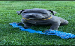 Staffordshire Bull Terrier dogs for sale: Blue Staffordshire bull terrier  - Image 21