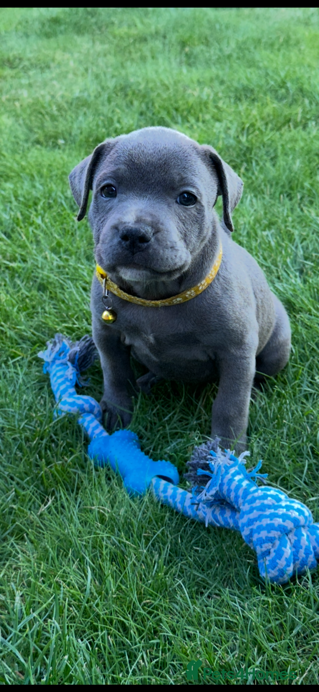 Staffordshire Bull Terrier dogs for sale: Blue Staffordshire bull terrier  - Image 21