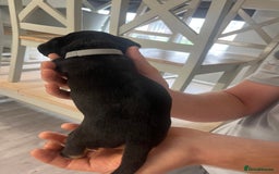 Mixed Breed dogs for sale: 8 beautiful dashaund X Jack Russel puppies  - Image 26