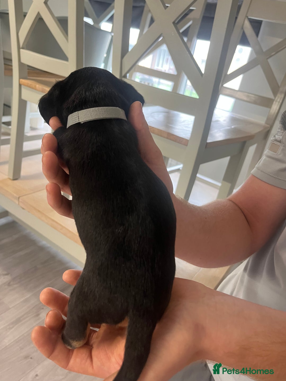 Mixed Breed dogs for sale: 8 beautiful dashaund X Jack Russel puppies  - Image 26
