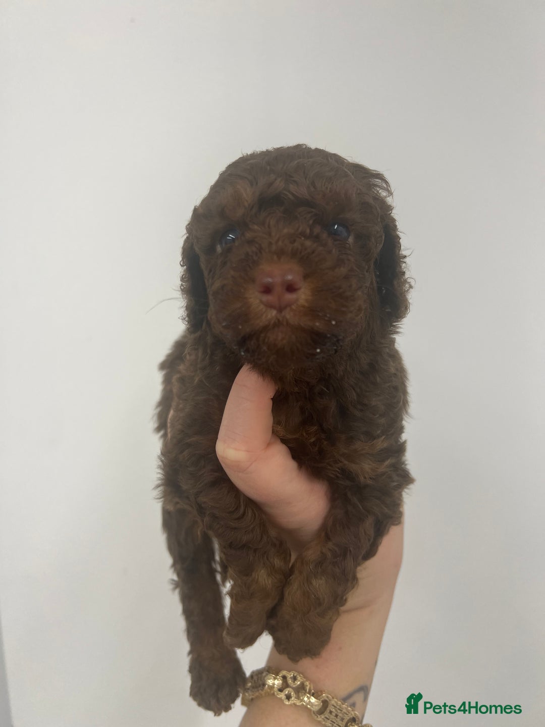 Cockapoo dogs for sale: ** Stunning, healthy, boys ** - Advert 4
