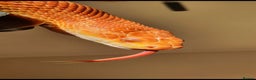 Corn Snake reptiles for sale: Male Corn Snake for Sale – Full Setup Included - Advert 3